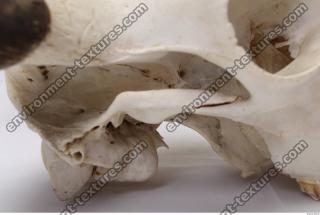 animal skull 0056